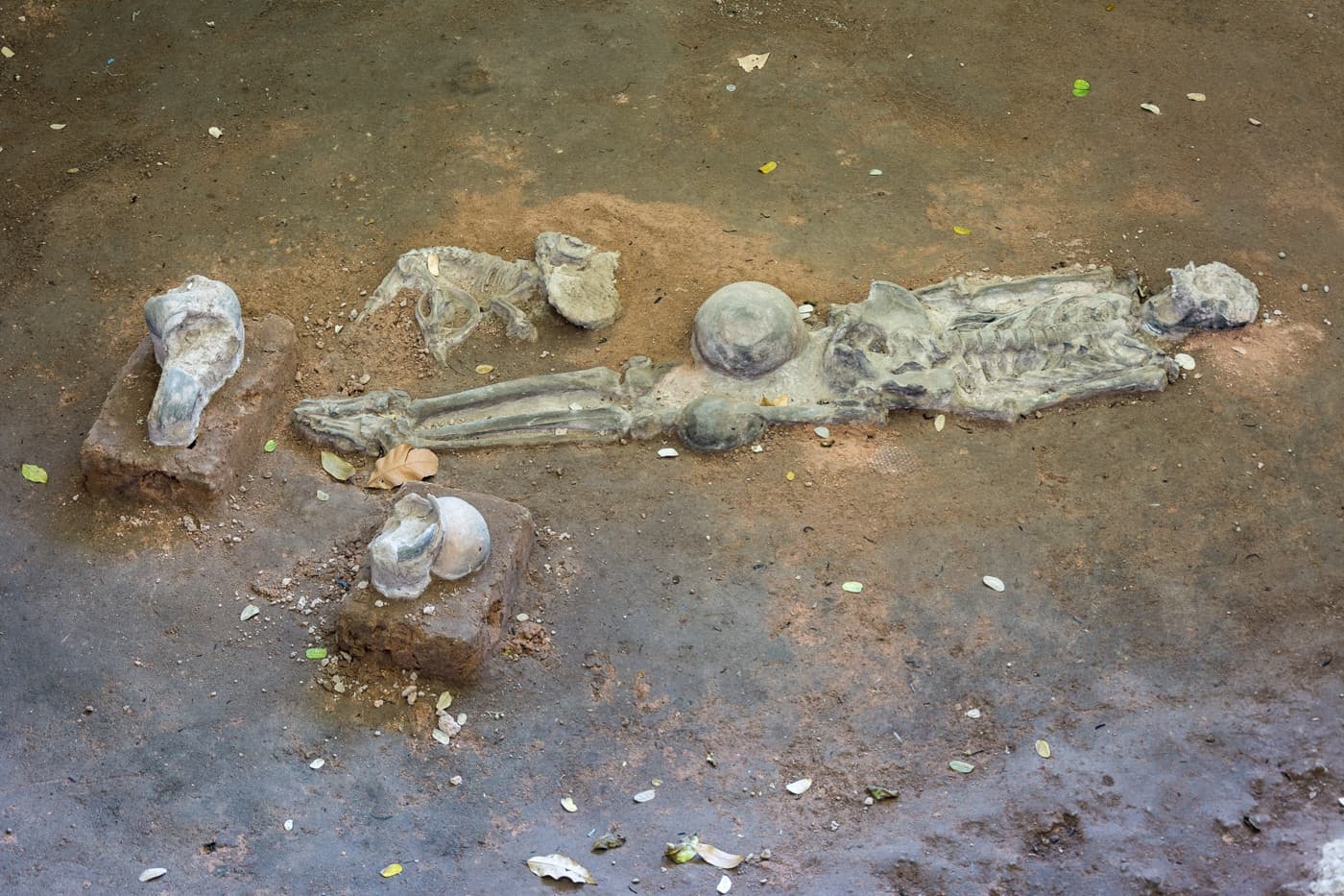Skelett und Knochenfunde aus der Geschichte Thailands hier in Si Thep