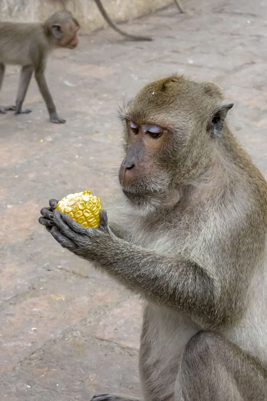Affe begutachtet einen Maiskolben als Nahrung