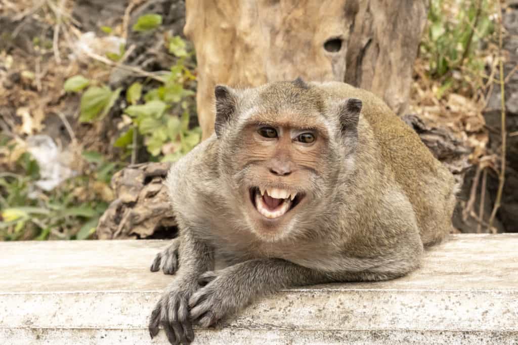 Affe der andere Affen lautstark herbeiruft - Khao Luang Höhle - Thailand