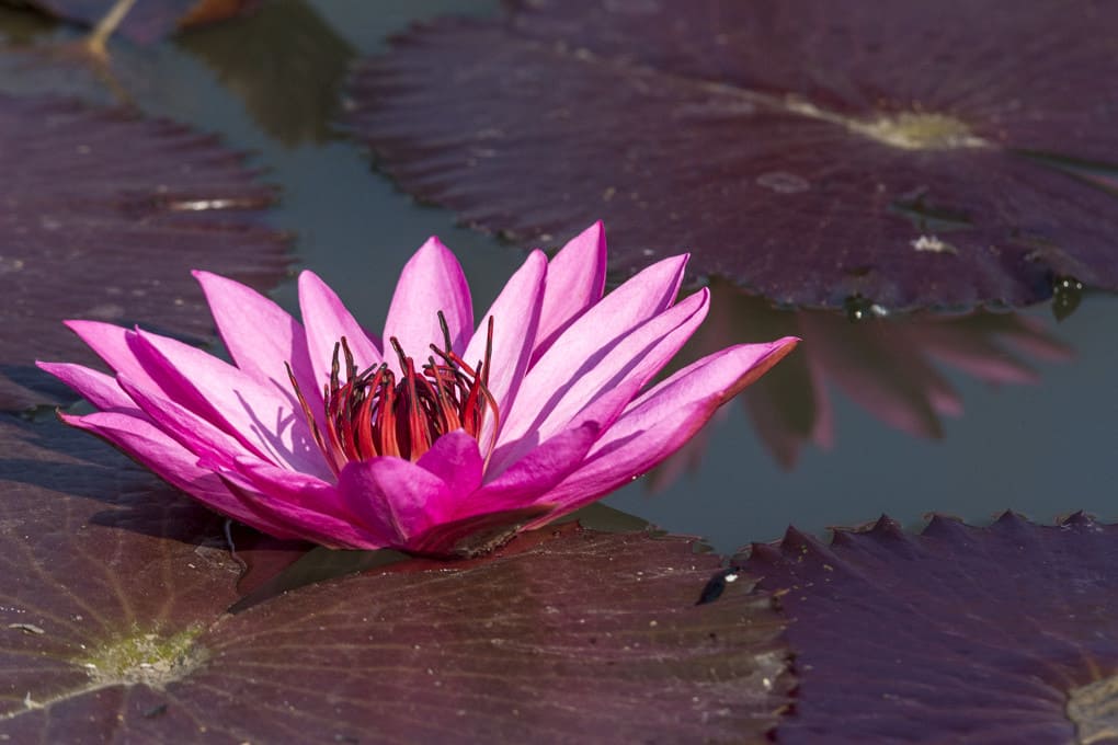 Blüte im schlammigen Teich nahe meines Hauses - Buddhas Blume