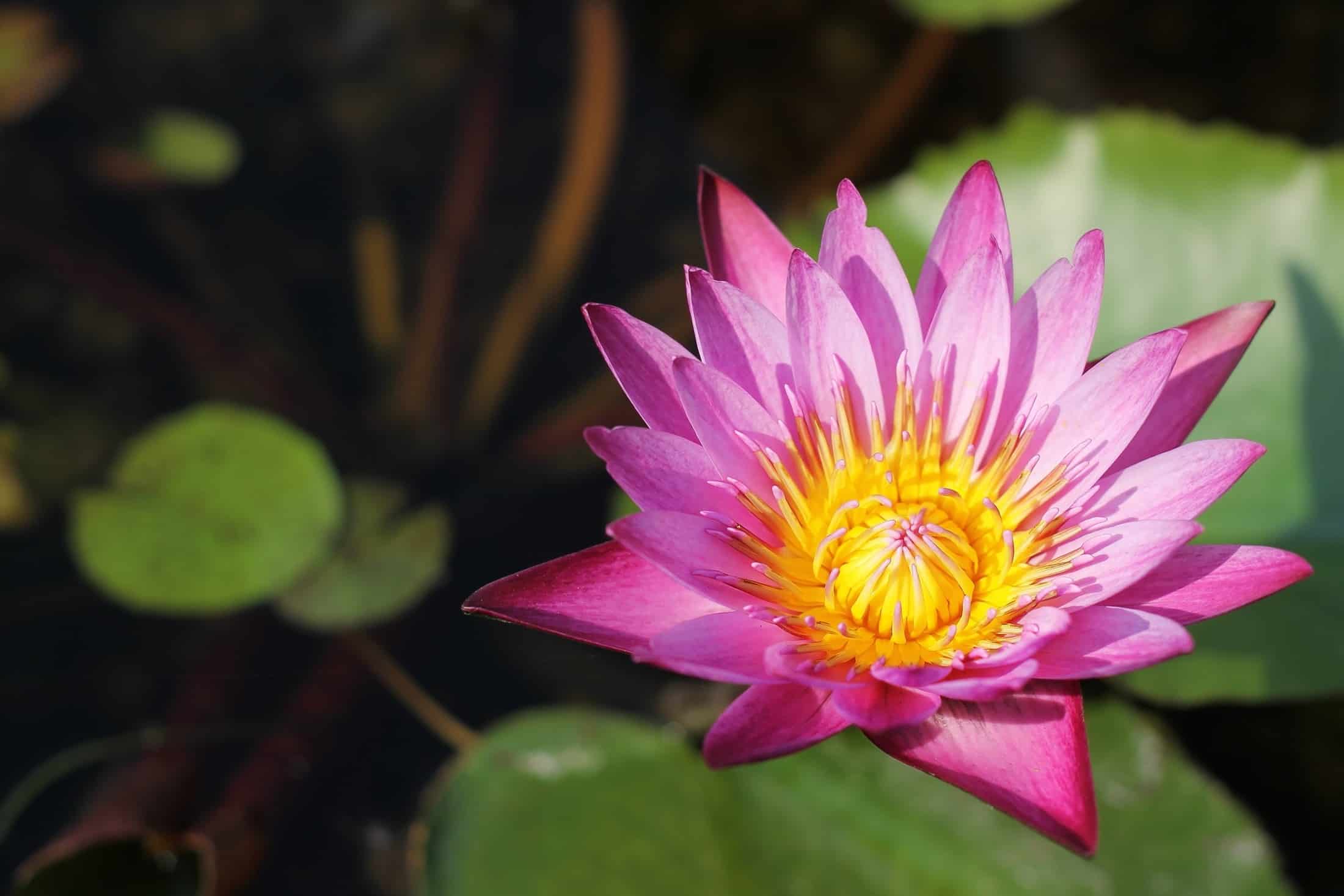 Wunderschöne Blüte mit leuchtenden Farben - Buddhas Blume