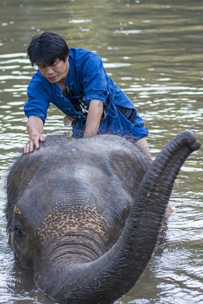 Elefanten Mahut pflegt liebevoll sein Tier im Elephant Conservation Center