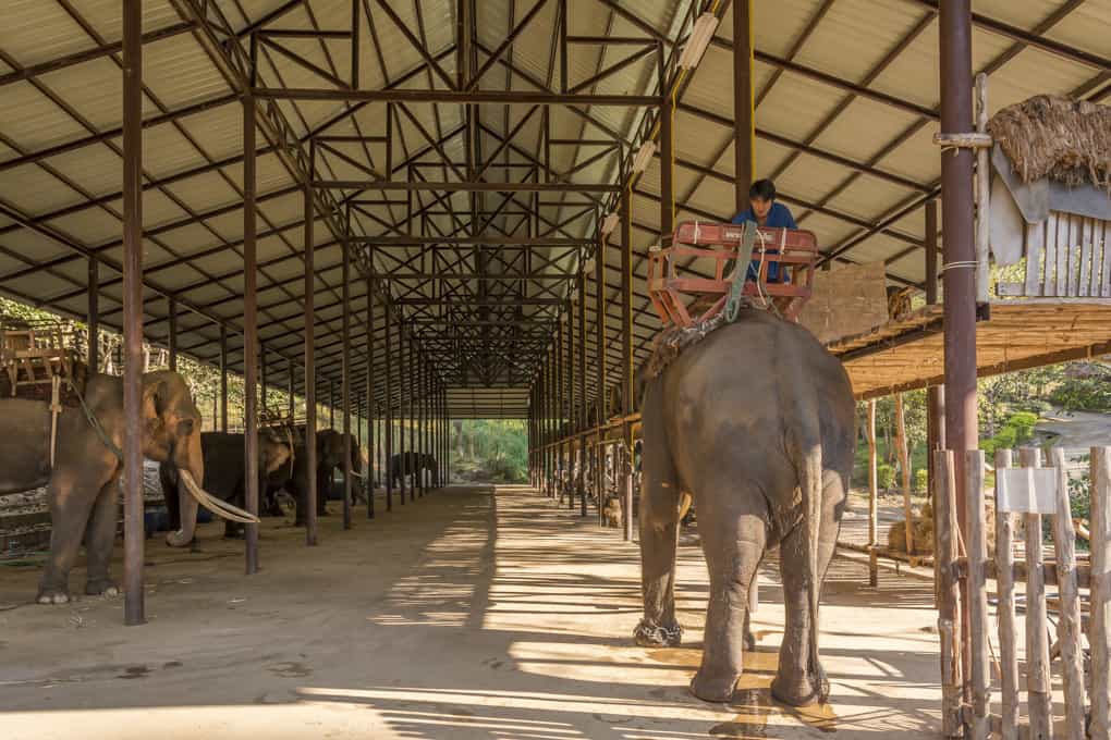 Das Aufsatteln des Elefanten mit dem Tragekorbs im Elephant Konsarvation Center Lampang - Thailand