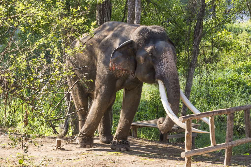 Asiatischer Elefant im Altersruhestand in der Auffangstation