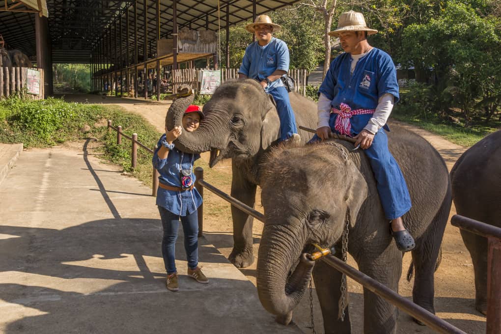 Brav bedankt sich der Elefant für das Frühstück im Elephant Conservation Center Lampang - Thailand