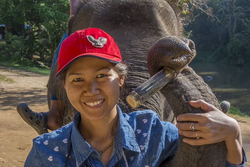 Thailänder und auch Touristen lieben das Füttern von Elefanten