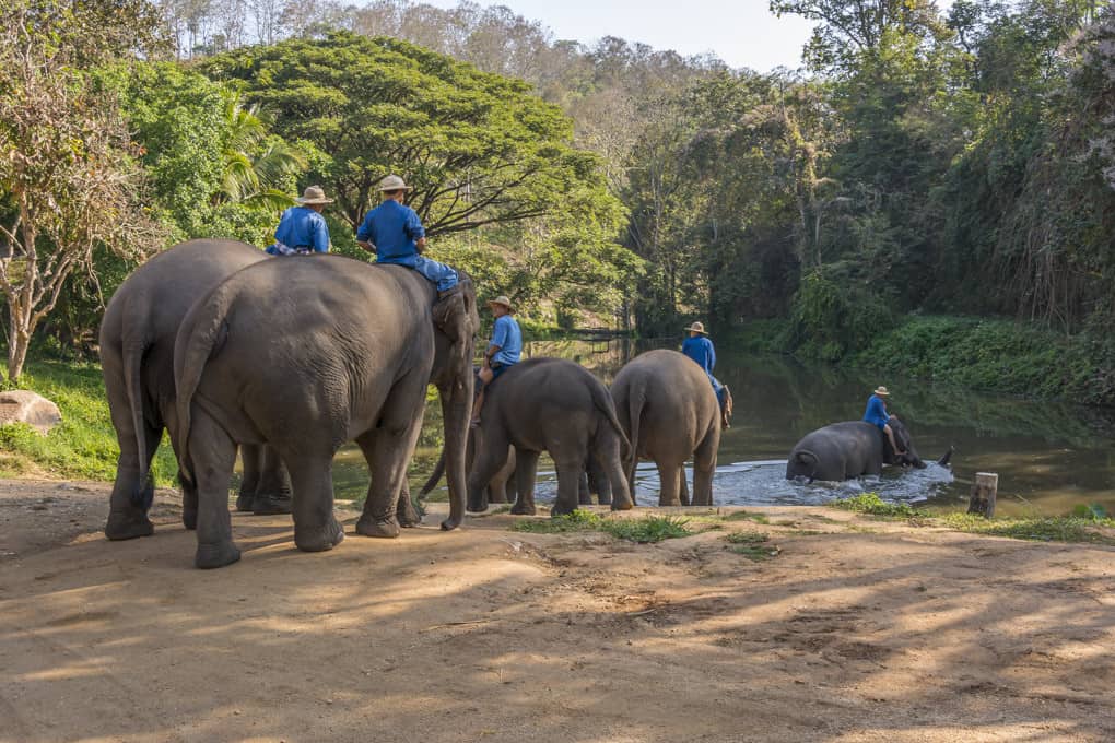 Auf zum morgendlichem Bad im Elephant Conservation Center Lampang - Thailand