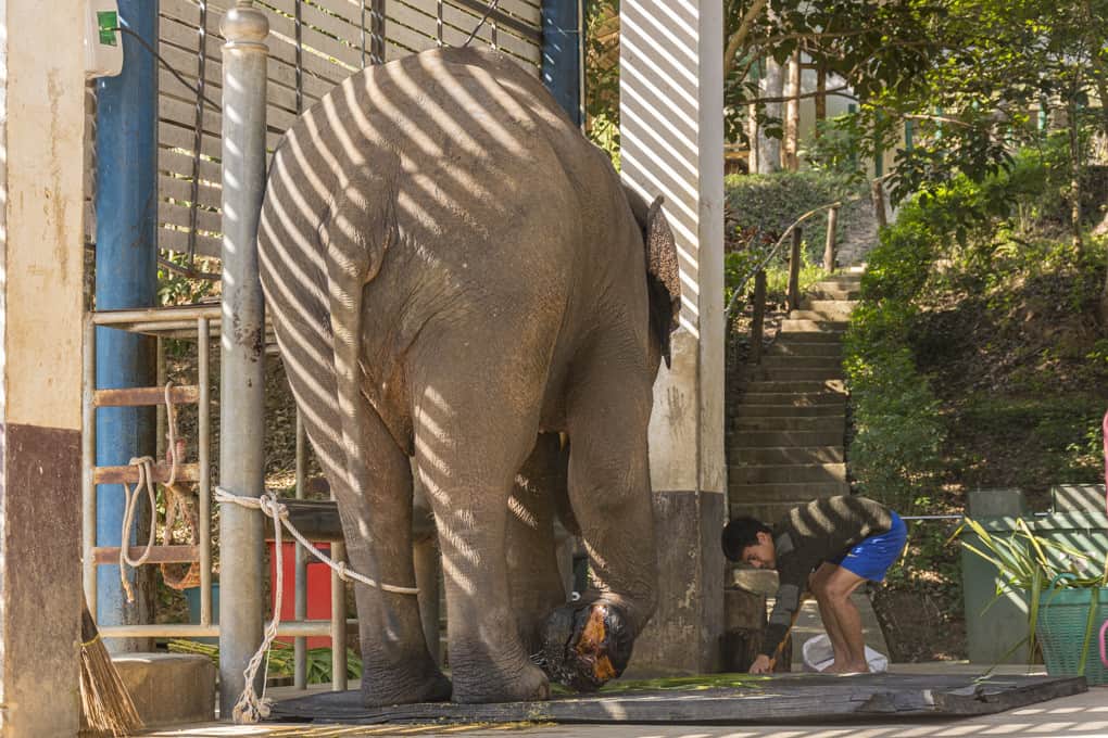 Ein Patient bei der morgendlichen Visite im Elephant Conservation Center in Thailand