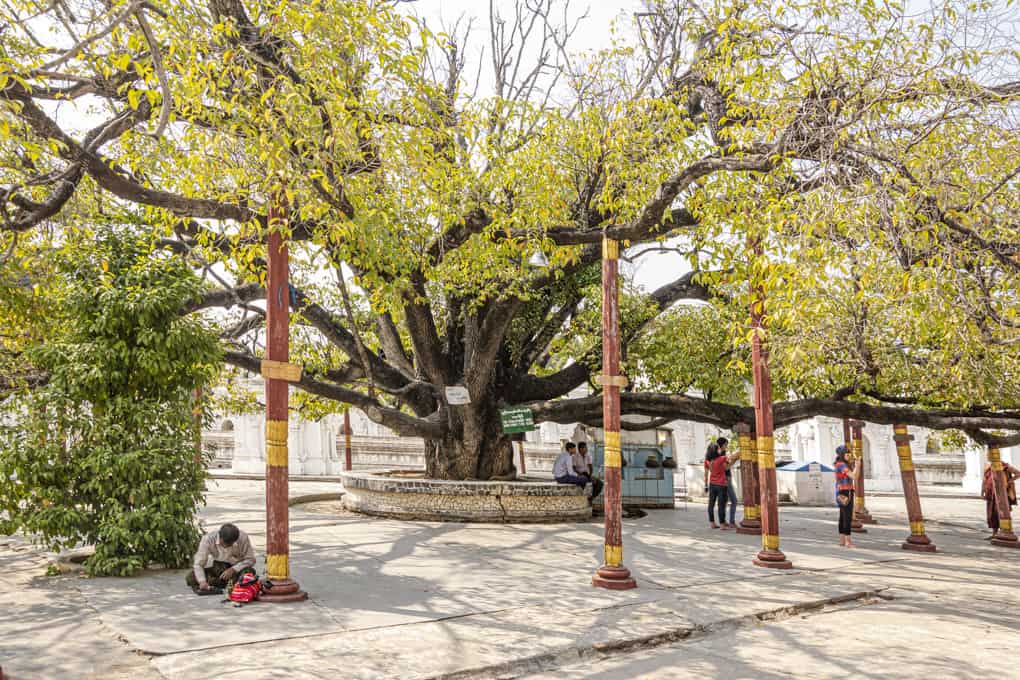 Sehr alter Baum in der Die Maha Lawka Marazein-Pagode im Zentrum der Kuthodaw-Pagode - Mandalay