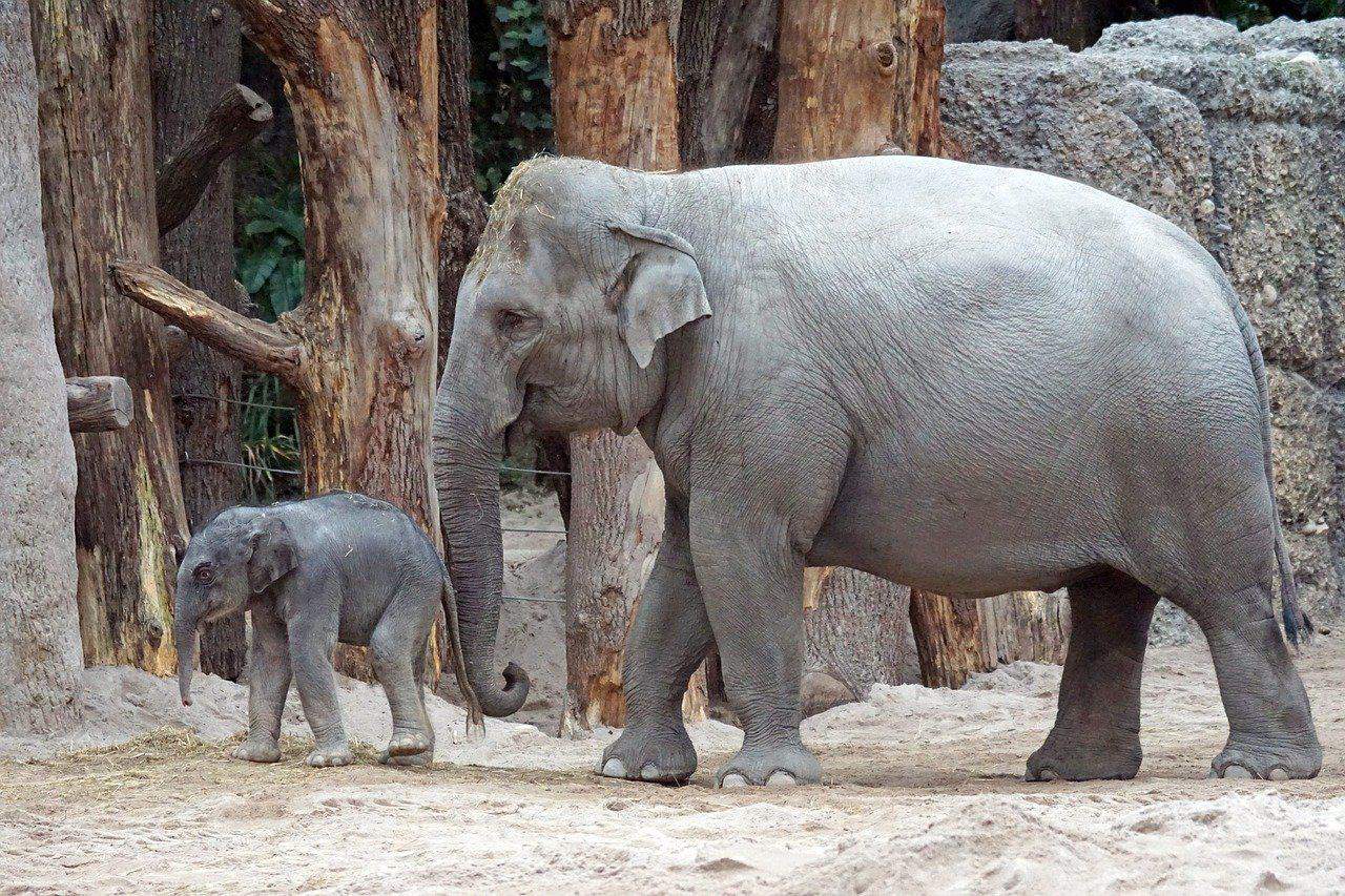 Asiatische Elefant mit Elefantenbaby