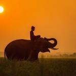 Elefantenreiten - ein umstrittenes Vergnügen