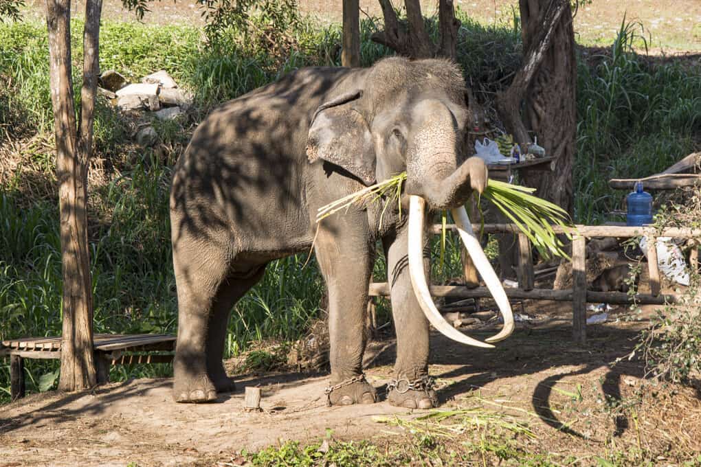 Elefantenhaltung in thailand